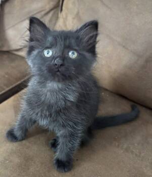 Lollipop -  Domestic Short Hair Cat for Adoption in Magnolia, Texas - Lollipop | PetCurious