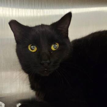 Skipper -  Domestic Short Hair Cat for Adoption in Bentonville, Arkansas - Skipper | PetCurious