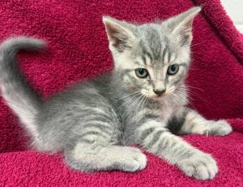 Moe -  Domestic Short Hair Cat for Adoption in Lagrange, Indiana - Moe | PetCurious