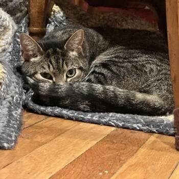 Chewie with Leia -  Domestic Short Hair Cat for Adoption in Manchester, Connecticut - Chewie With Leia | PetCurious