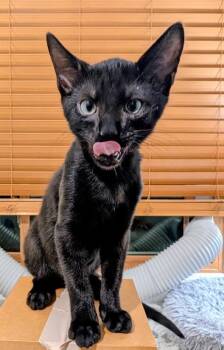 Gingko26 -  Domestic Short Hair Cat for Adoption in Youngsville, North Carolina - Gingko26 | PetCurious