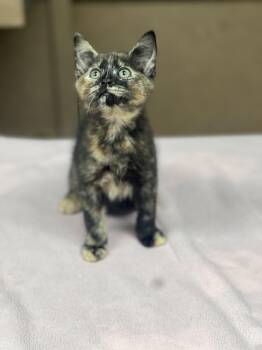 Milky way -  Domestic Short Hair Cat for Adoption in Media, Pennsylvania - Milky Way | PetCurious