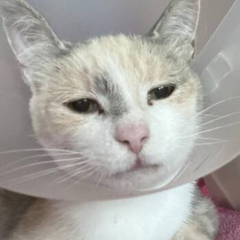 Jillian -  Domestic Short Hair Cat for Adoption in Leander, Texas - Jillian | PetCurious