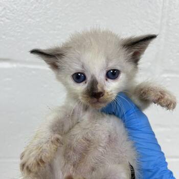 SVAS-Stray-39211 -  Domestic Short Hair and Siamese Cat for Adoption in Lyndhurst, Virginia - SVAS-Stray-39211 | PetCurious