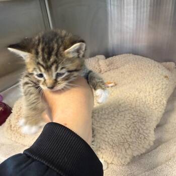 Chevy -  Domestic Short Hair Cat for Adoption in Madisonville, Tennessee - Chevy | PetCurious