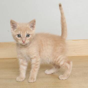Domestic Short Hair Cats Available for Adoption in Minnetonka, Minnesota - Flea C69040 | PetCurious