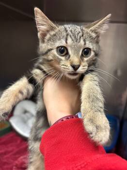 Rescue Domestic Short Hair Cats for Adoption in Lima, Ohio - Lyra | PetCurious