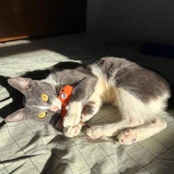 Domestic Short Hair Cats Available for Adoption - Seeker | PetCurious