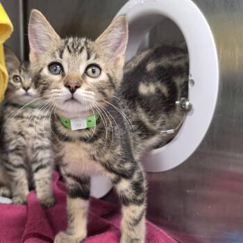 Donkey -  Domestic Short Hair Cat for Adoption in Fort Wayne, Indiana - Donkey | PetCurious