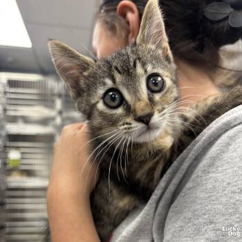 Domestic Short Hair Cats Available for Adoption in Washington, District Of Columbia - Squirrel | PetCurious