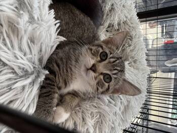 Domestic Short Hair Cats Available for Adoption in Long Beach, California - Penny | PetCurious