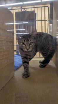 Juniper 2 -  Domestic Short Hair Cat for Adoption in Parker, Colorado - Juniper 2 | PetCurious