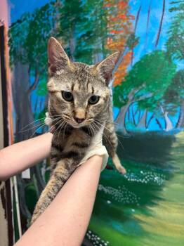 Domestic Short Hair Cats Available for Adoption in New Braunfels, Texas - Cicada | PetCurious