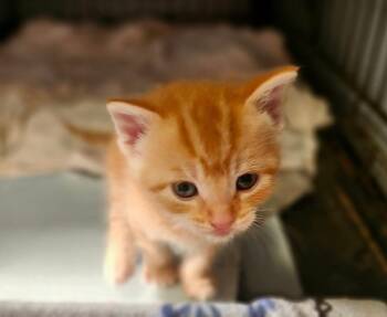 Domestic Short Hair Cats Available for Adoption in Gladwin, Michigan - Kitten 6 | PetCurious