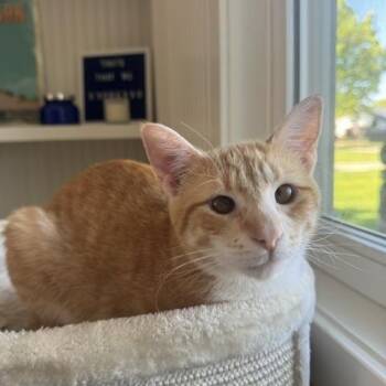 Rigel -  Domestic Short Hair Cat for Adoption in Allegan, Michigan - Rigel | PetCurious