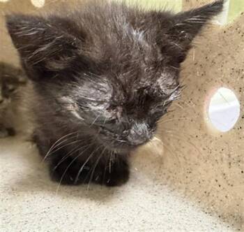 ECHO LOCATION -  Domestic Short Hair Cat for Adoption in Riverside, California - ECHO LOCATION | PetCurious