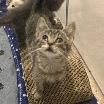 Robin -  Domestic Short Hair Cat for Adoption in Fairfax Station, Virginia - Robin | PetCurious
