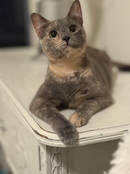 Rescue Domestic Short Hair Cats for Adoption in Bonsall, California - Princess 4725 | PetCurious