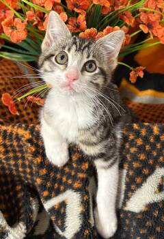 2/18/26 Cami -  Domestic Short Hair Cat Available for Adoption in Stillwater, Oklahoma - 2/18/26 Cami | PetCurious