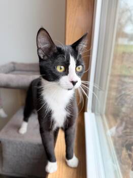 Domestic Short Hair Cats Available for Adoption in Menomonie, Wisconsin - Mr. Suit | PetCurious