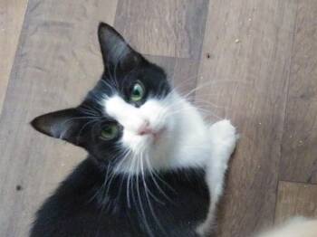Roxy -  Domestic Medium Hair Cat for Adoption in PORT WENTWRTH, Georgia - Roxy | PetCurious
