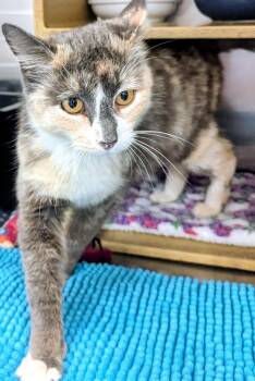 Dilute Calico and Domestic Short Hair Cats Available for Adoption in Plano, Texas - CECILIA - BEAUTIFUL SWEET KITTY RESCUED FROM SHELTER | PetCurious