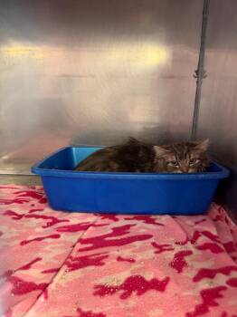 Domestic Medium Hair Cats Available for Adoption in Virginia, Minnesota - Gidget | PetCurious