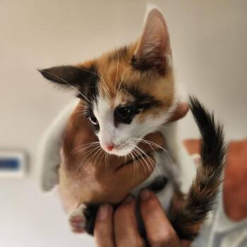 Maisie -  Domestic Short Hair Cat for Adoption in Centerville, Tennessee - Maisie | PetCurious