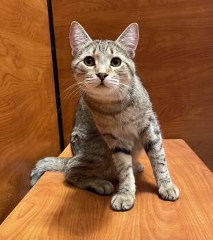 Cheese -  Domestic Short Hair and Tabby Cat for Adoption in Oxford, Mississippi - Cheese | PetCurious