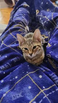 Rescue Domestic Short Hair Cats for Adoption in Brighton, New York - Sinko | PetCurious