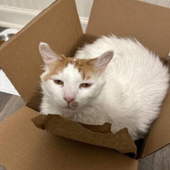 Domestic Medium Hair Cats Available for Adoption in West Olive, Michigan - Quasi | PetCurious