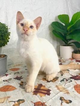 Rescue Siamese Cats for Adoption in Long Beach, Mississippi - Toast | PetCurious