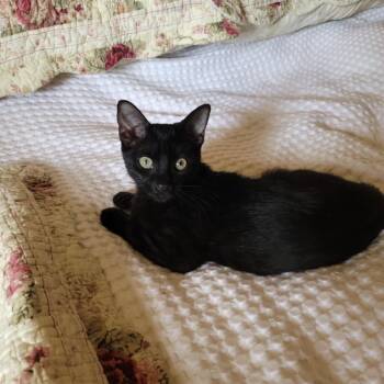 Darling Tulip -  Domestic Short Hair and Bombay Cat for Adoption in Burlington, North Carolina - Darling Tulip | PetCurious