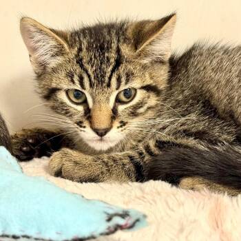 Domestic Short Hair Cats Available for Adoption in Hawthorne, California - Snap | PetCurious