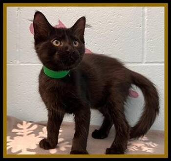 TURQUOISE -  Domestic Short Hair Cat for Adoption in Peoria, Illinois - TURQUOISE | PetCurious