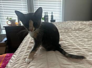 Graylee -  Domestic Short Hair Cat for Adoption in Darien, Georgia - Graylee | PetCurious