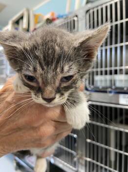 Shenandoah - At shelter -  Domestic Short Hair Cat for Adoption in Rustburg, Virginia - Shenandoah - At Shelter | PetCurious