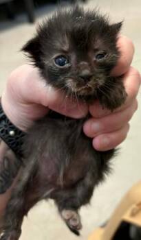 Chicken -  Domestic Short Hair Cat for Adoption in Lampasas, Texas - Chicken | PetCurious