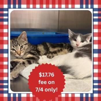 BOB* -  Domestic Short Hair Cat for Adoption in Santa Cruz, California - BOB* | PetCurious