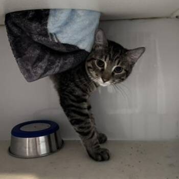 Sergio -  Domestic Short Hair Cat for Adoption in St. Louis, Missouri - Sergio | PetCurious