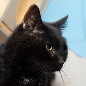 Rescue Domestic Short Hair Cats for Adoption in Troy, Ohio - Talia | PetCurious