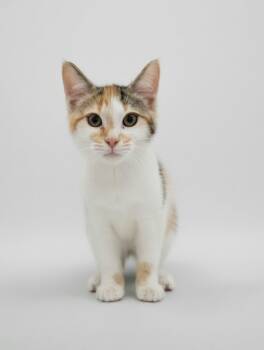 Nellie -  Domestic Short Hair and Calico Cat for Adoption in Montello, Wisconsin - Nellie | PetCurious