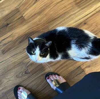 SK - Sunday -  Domestic Medium Hair Cat for Adoption in Battle Ground, Washington - SK - Sunday | PetCurious