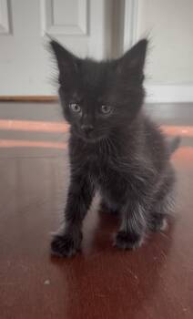Shadow -  Domestic Medium Hair Cat for Adoption in Elk Grove, California - Shadow | PetCurious