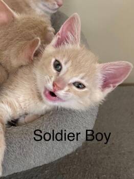 Soldier Boy -  Domestic Short Hair Cat for Adoption in Groveland, Massachusetts - Soldier Boy | PetCurious