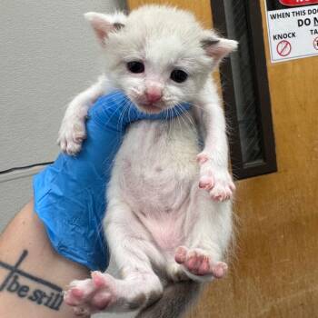Cranium -  Domestic Short Hair Cat for Adoption in Columbiana, Alabama - Cranium | PetCurious