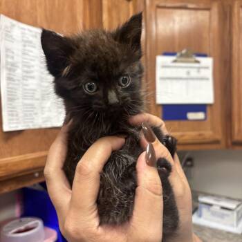 Wave - 050811U -  Domestic Short Hair Cat for Adoption in Tupelo, Mississippi - Wave - 050811U | PetCurious