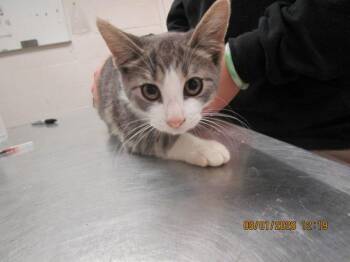 Ziggy (636) -  Domestic Short Hair Cat for Adoption in Marietta, Georgia - Ziggy (636) | PetCurious