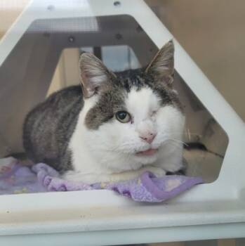 Rescue Domestic Short Hair Cats for Adoption in Twinsburg, Ohio - Jack | PetCurious