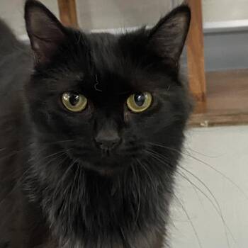 Tasha -  Domestic Long Hair Cat for Adoption in Hemet, California - Tasha | PetCurious